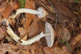 Lepiota clypeolaria image
