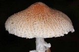 Lepiota clypeolaria image