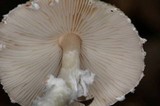 Lepiota clypeolaria image