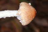 Lepiota clypeolaria image