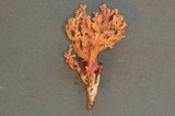 Ramaria araiospora image