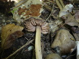 Entoloma aprile image