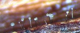 Image of Parascedosporium putredinis