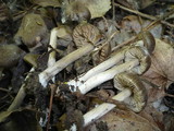 Entoloma aprile image