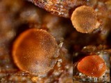 Orbilia aurantiorubra image