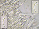 Orbilia aurantiorubra image