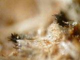 Trichodelitschia bisporula image
