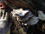 Laetiporus conifericola image