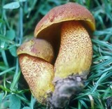 Xerocomus morrisii image