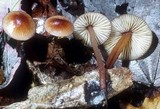 Mycena atkinsoniana image
