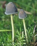 Mycena griseoviridis image