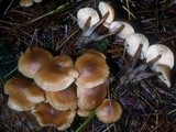 Gymnopus acervatus image
