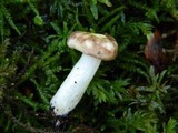 Russula nauseosa image