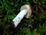 Russula nauseosa image