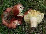 Russula queletii image