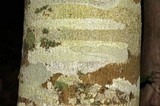 Graphis scripta image