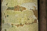 Graphis scripta image
