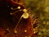 Mycena adscendens image