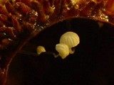 Mycena adscendens image