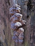 Globifomes graveolens image