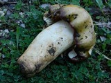 Russula viscida image