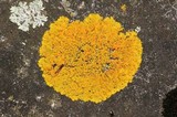 Xanthoria ulophyllodes image