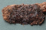 Exidiopsis grisea image