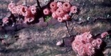 Microstoma floccosum image