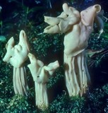 Helvella crispa image