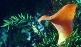 Guepinia helvelloides image