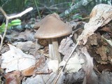 Entoloma vernum image