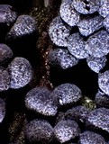 Physarum cinereum image