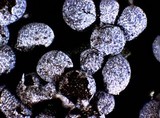 Physarum cinereum image