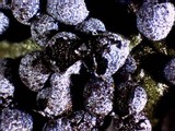 Physarum cinereum image