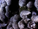 Physarum cinereum image