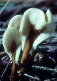 Spathulariopsis velutipes image