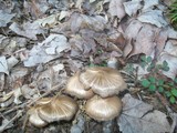 Entoloma vernum image