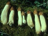 Morchella punctipes image
