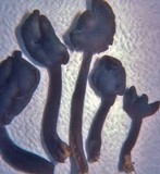 Helvella pezizoides image
