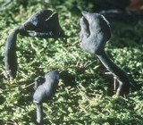 Helvella pezizoides image