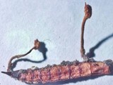 Ophiocordyceps variabilis image