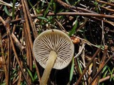 Simocybe centunculus var. centunculus image