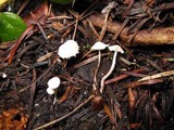 Cystolepiota seminuda image