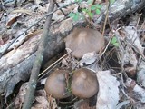 Entoloma vernum image