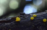Dacrymyces stillatus image