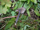 Entoloma corvinum image
