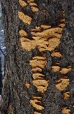 Porodaedalea cancriformans image
