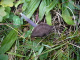 Entoloma corvinum image