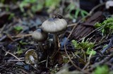 Inocybe fuscodisca image