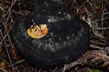 Hypomyces aurantius image